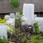 How to Shield Plants From Strong Winds in Your Yard