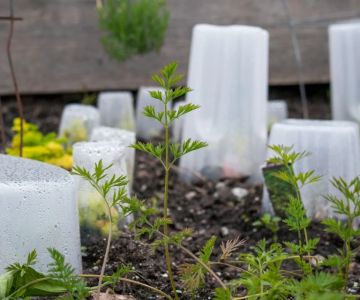 How to Shield Plants From Strong Winds in Your Yard