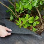 How to Choose Landscape Fabric: When to Use & When Not