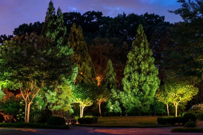 How to Use Lighting to Highlight Trees and Focal Plants