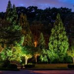 How to Use Lighting to Highlight Trees and Focal Plants