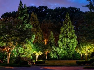 How to Use Lighting to Highlight Trees and Focal Plants