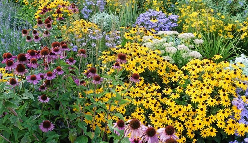 Best Perennials That Come Back Strong Every Year for Your Garden