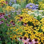 Best Perennials That Come Back Strong Every Year for Your Garden