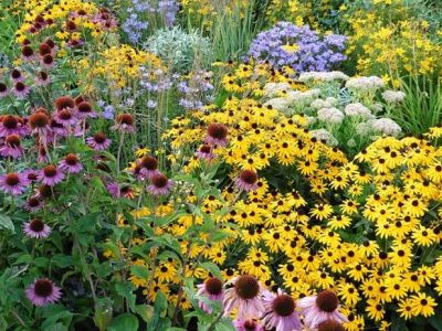 Best Perennials That Come Back Strong Every Year for Your Garden