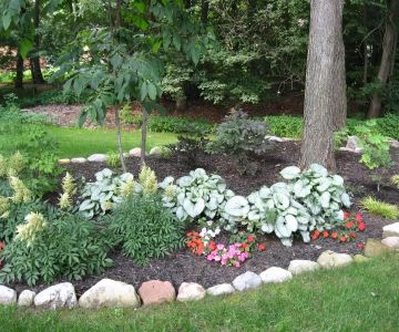 How to Use Shade Plants Under Trees