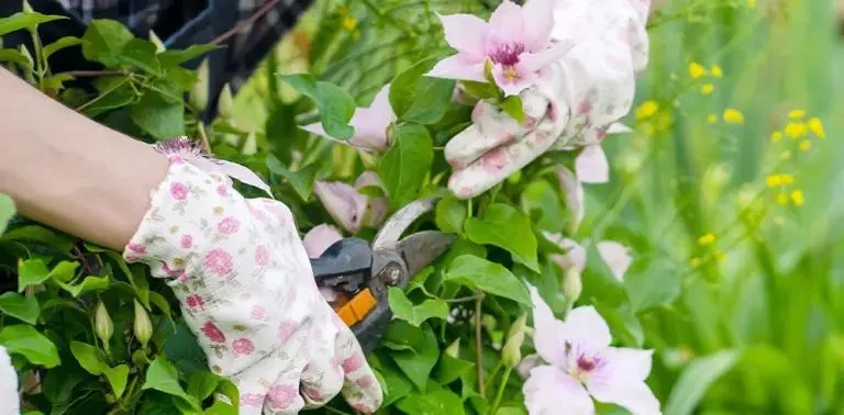 How to Prune Without Damaging Your Plants