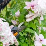 How to Prune Without Damaging Your Plants