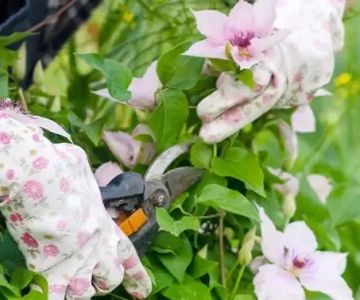 How to Prune Without Damaging Your Plants
