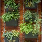 How to Build a Vertical Herb Wall for Cooking Convenience