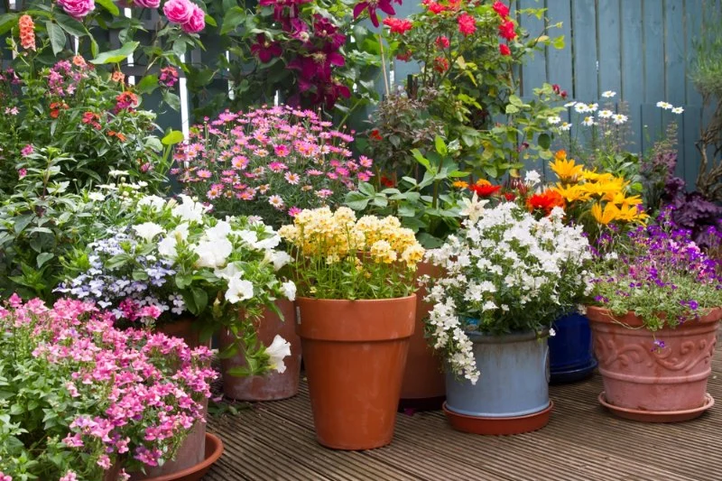 How to Use Container Planting in Small Spaces