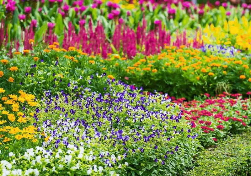 Best Perennials That Come Back Strong Every Year