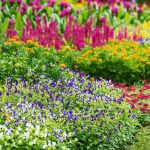 Best Perennials That Come Back Strong Every Year