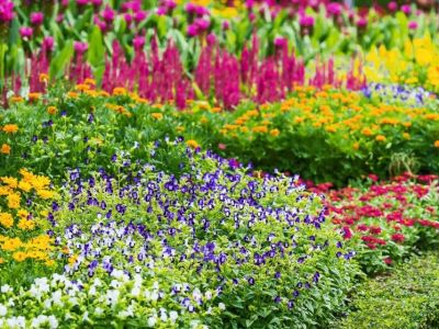 Best Perennials That Come Back Strong Every Year