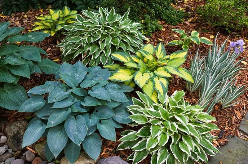 Top 10 Low-Maintenance Plants for American Yards