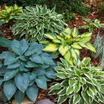 Top 10 Low-Maintenance Plants for American Yards