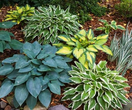 Top 10 Low-Maintenance Plants for American Yards