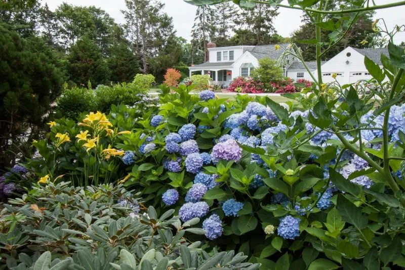 Top 10 Low-Maintenance Plants for American Yards | Beautiful Landscapes
