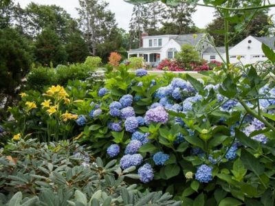 Top 10 Low-Maintenance Plants for American Yards | Beautiful Landscapes