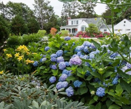 Top 10 Low-Maintenance Plants for American Yards | Beautiful Landscapes