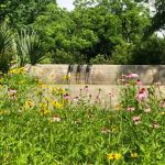 How to Build a Garden That Works With Local Climate
