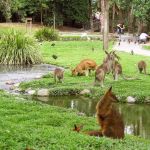 How to Landscape for Seasonal Wildlife Attraction: Creating Habitats for Nature's Visitors