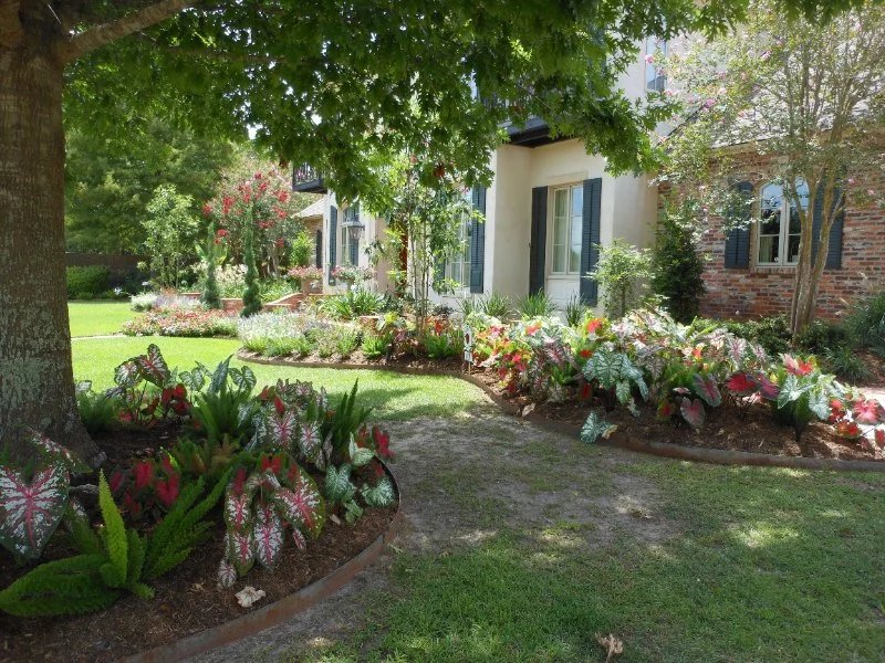 How to Use Accent Trees for Visual Impact: Enhance Your Landscape Design