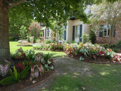 How to Use Accent Trees for Visual Impact: Enhance Your Landscape Design