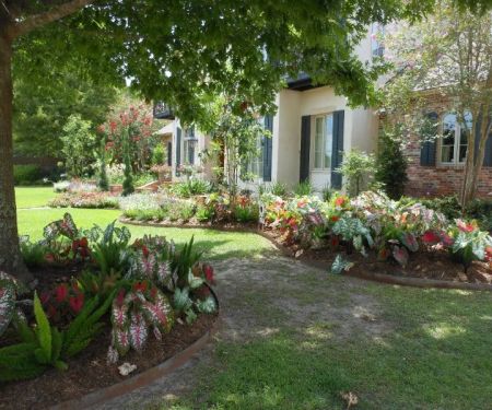 How to Use Accent Trees for Visual Impact: Enhance Your Landscape Design