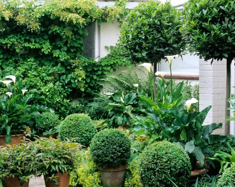 How to Landscape With Year-Round Evergreen Interest