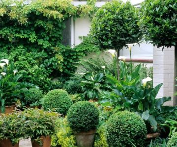 How to Landscape With Year-Round Evergreen Interest