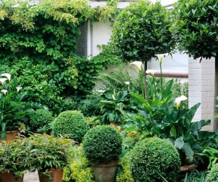 How to Landscape With Year-Round Evergreen Interest