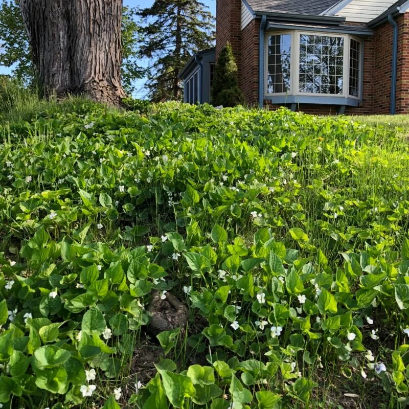 How to Create a Low-Water Turf Alternative | Beautiful Landscapes