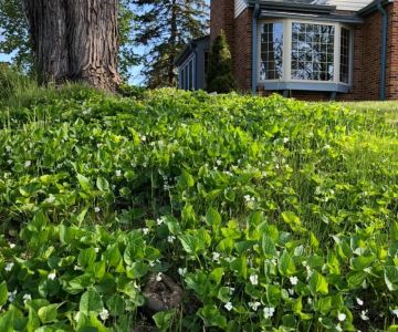 How to Create a Low-Water Turf Alternative | Beautiful Landscapes