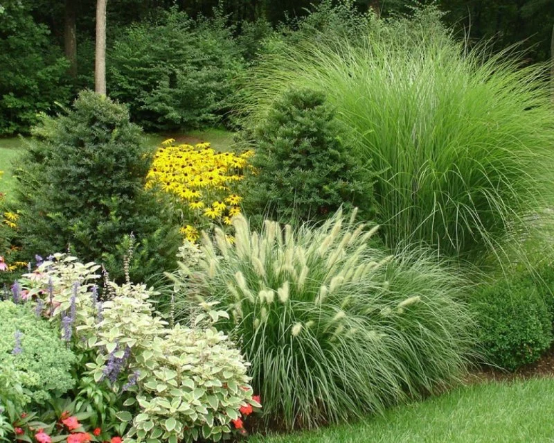 How to Use Ornamental Grasses as Soft Barriers in Landscaping