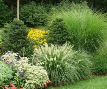 How to Use Ornamental Grasses as Soft Barriers in Landscaping