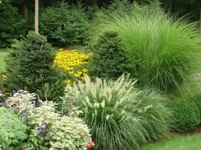 How to Use Ornamental Grasses as Soft Barriers in Landscaping