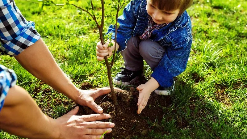 Planting Trees Near Your Home: What You Need to Know