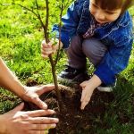 Planting Trees Near Your Home: What You Need to Know