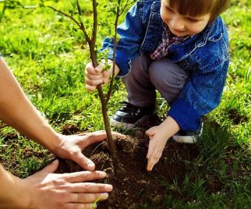 Planting Trees Near Your Home: What You Need to Know