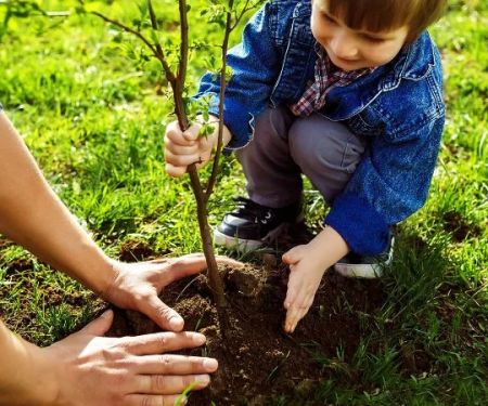 Planting Trees Near Your Home: What You Need to Know