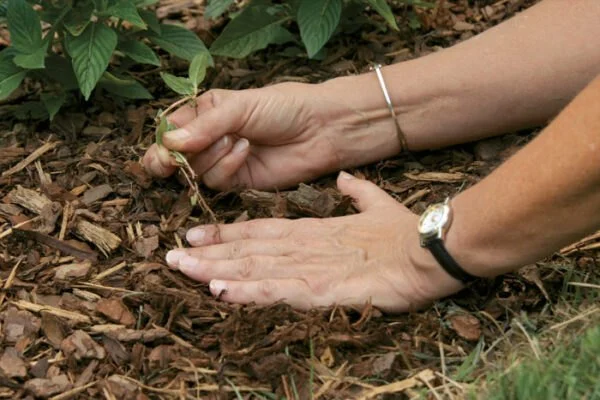 How to Use Mulch to Retain Moisture & Control Weeds