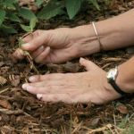 How to Use Mulch to Retain Moisture & Control Weeds