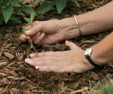 How to Use Mulch to Retain Moisture & Control Weeds