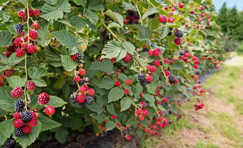 How to Choose Berry Bushes for a Functional Landscape