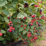 How to Choose Berry Bushes for a Functional Landscape