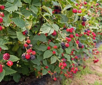 How to Choose Berry Bushes for a Functional Landscape