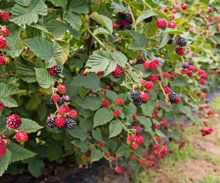 How to Choose Berry Bushes for a Functional Landscape