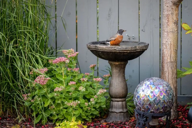 How to Create a Garden That Attracts Birds Year-Round