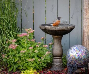 How to Create a Garden That Attracts Birds Year-Round